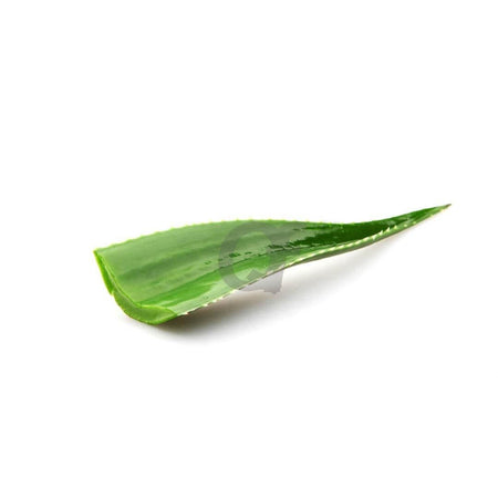Fresh Aloe Vera