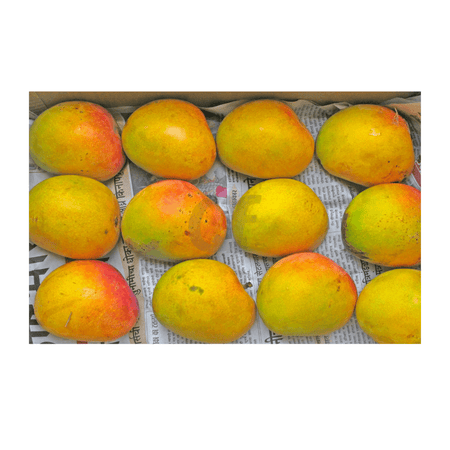 Alphonso Mangoes 12 Pcs