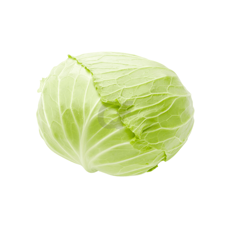 CABBAGE WHITE - single