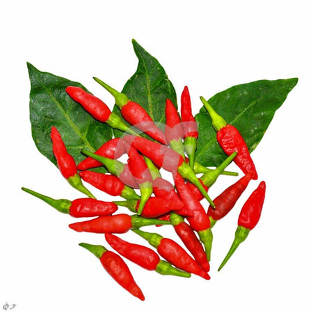 CHILLI BIRDS EYE RED - 100g