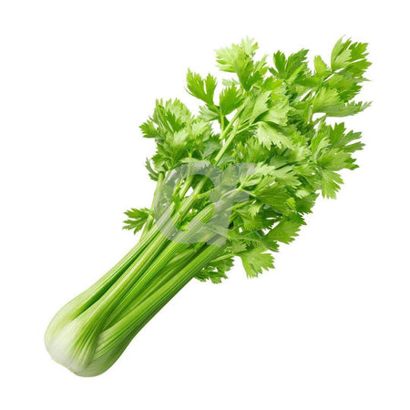 CELERY - 1 bunch