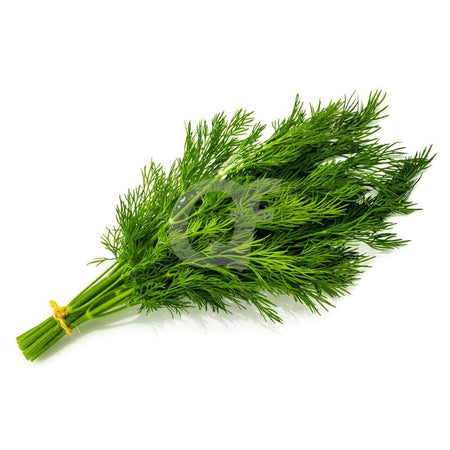 DILL - 1 bunch